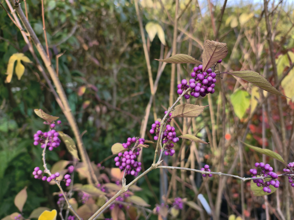Callicarpa bodinieri "Profusion" - Chinesische Schönfrucht