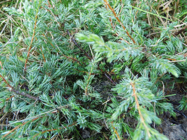 Juniperus communis "Repanda" - Kriechwacholder
