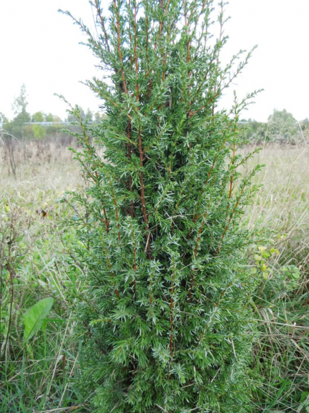 Juniperus communis "Suecica" - Schwedischer Säulenwacholder
