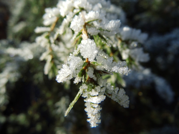 Juniperus communis - Gemeiner Wacholder männlich