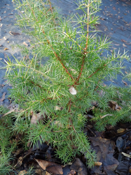 Juniperus communis - Gemeiner Wacholder