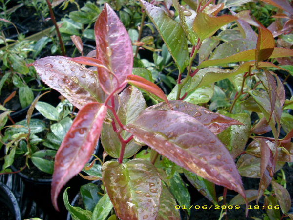 Leucothoe fontanesiana "Rainbow" - Traubenheide