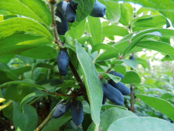Lonicera caerulea kamtschatica "Borealis" - Sibirische Blaubeere
