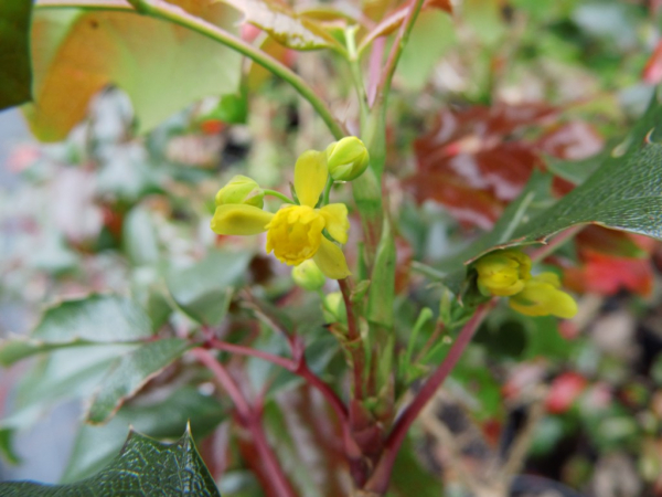 Mahonia aquifolium "Mirena" - Gewöhnliche Mahonie
