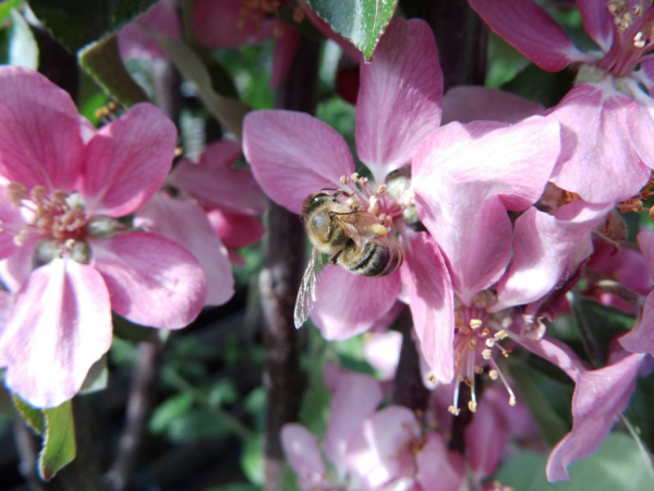 Malus domestica "Baya Marisa"(S) - Apfel