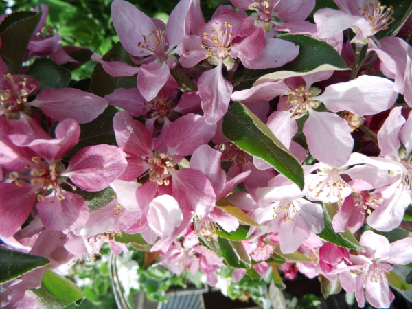 Malus domestica "Baya Marisa"(S) - Apfel