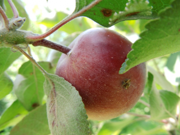 Malus domestica "Baya Marisa"(S) - Apfel