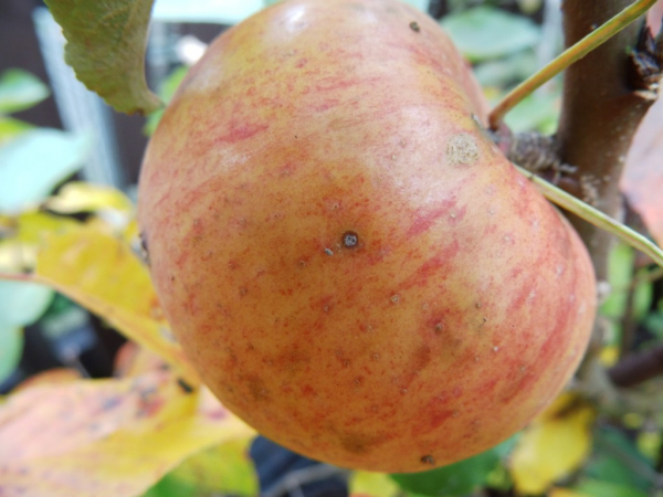 Malus domestica "Freiherr von Berlepsch" - Apfel