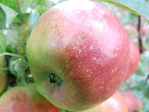 Malus domestica "Pilot" (S) - Apfel