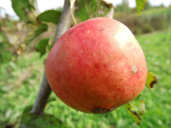 Malus domestica "Pilot" (S) - Apfel