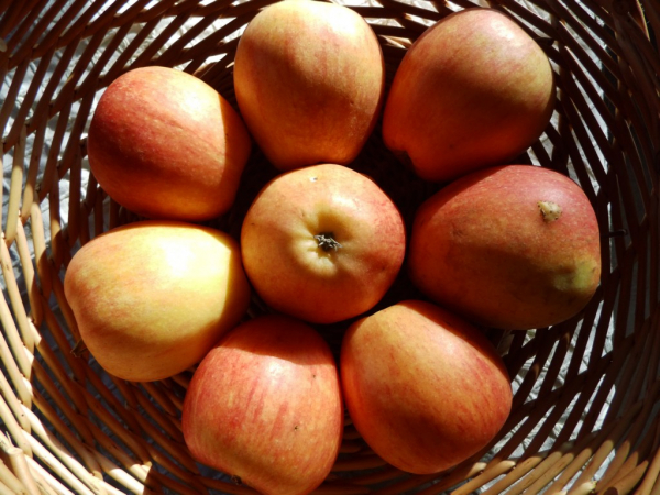 Malus domestica "Pinova" (S) - Apfel