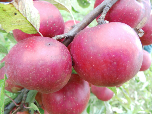 Wildobst Im Eigenen Garten - Malus Domestica Roter Berlepsch / Apfel