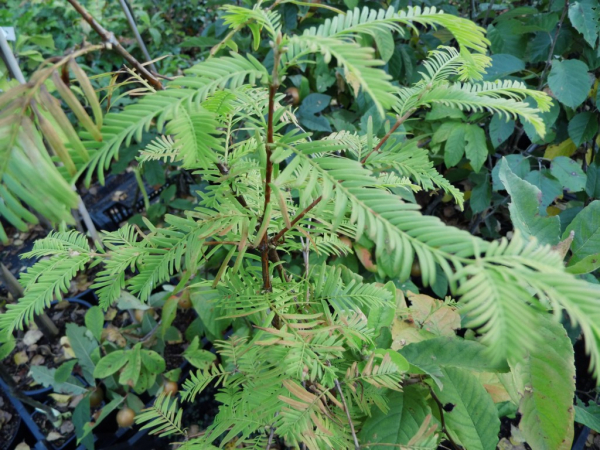 Metasequoia glyptostroboides - Chinesisches Rotholz