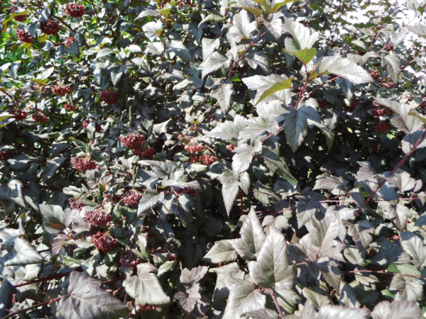 Physocarpus opulifolius "Red Baron" - Braunrote Blasenspiere