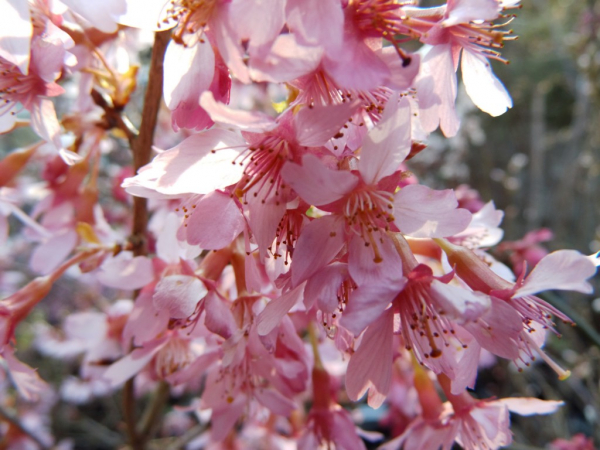 Prunus Okame - Japanische Zierkirsche