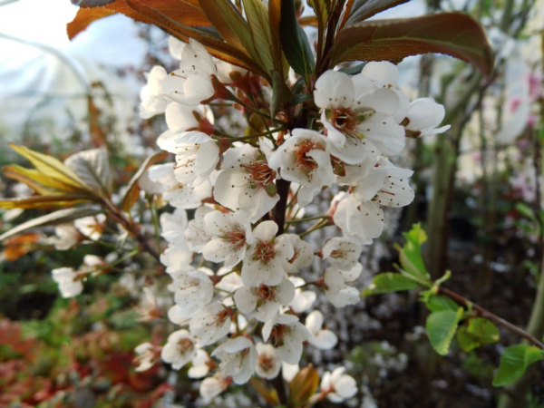 Prunus cerasifera "Hollywood" - Blutpflaume