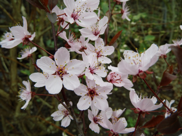 Prunus cerasifera "Pissardii" - Blutpflaume