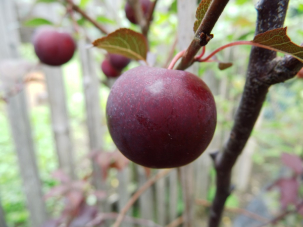 Prunus cerasifera "Pissardii" x Prunus ussuriensis - Blutpflaume