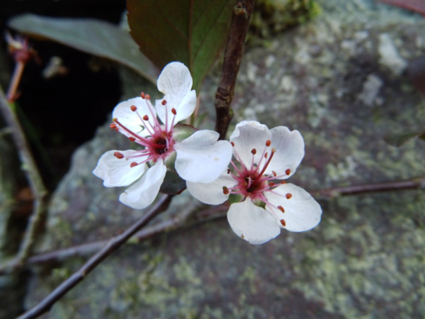Prunus cistena - Zwergblutpflaume