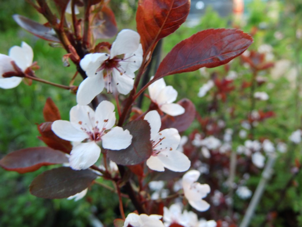 Prunus cistena - Zwergblutpflaume