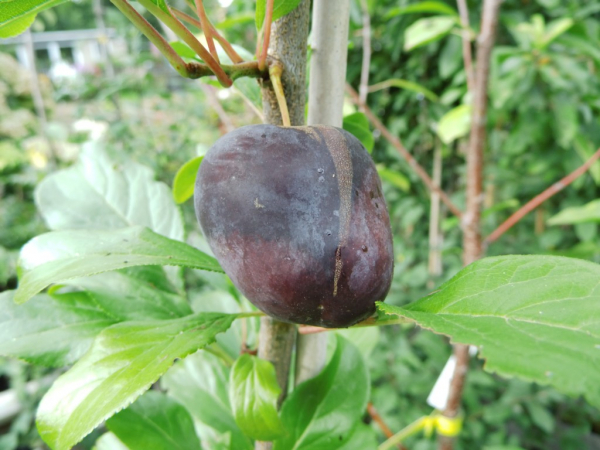 Prunus domestica syriaca "Ruby Columnar" - Mirabelle