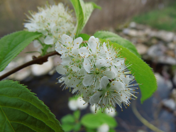Prunus maackii - Amur-Kirsche
