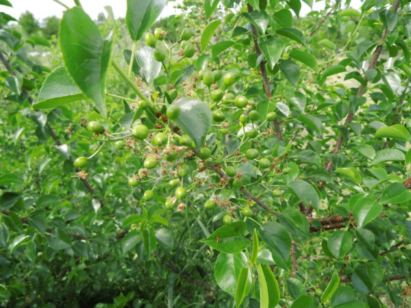 Prunus mahaleb - Weichselkirsche