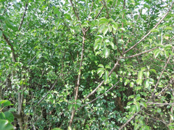 Prunus mahaleb - Weichselkirsche