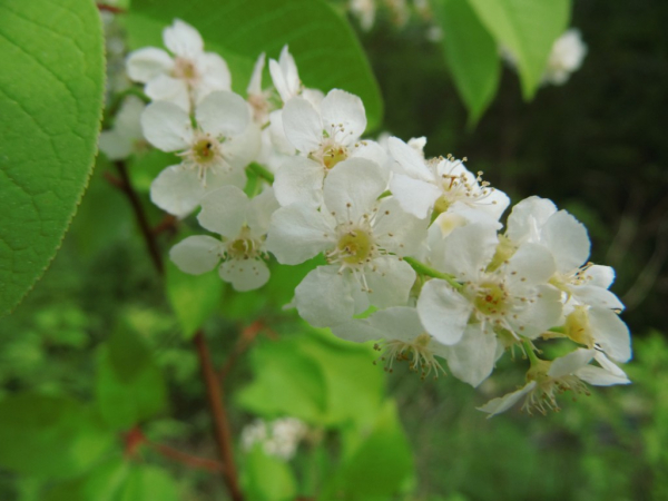 Prunus padus "Albertii" - Gemeine Traubenkirsche