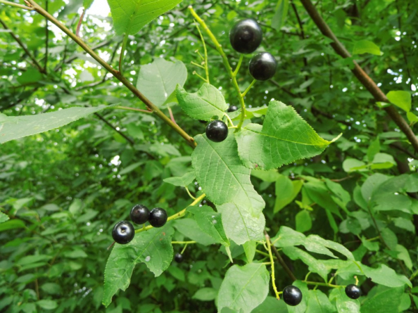 Prunus padus - Gemeine Traubenkirsche