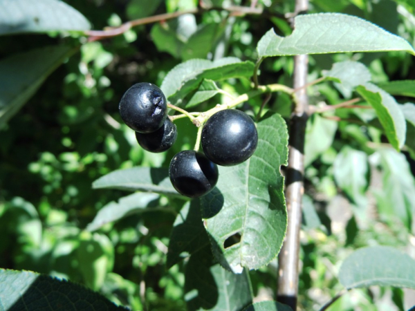 Prunus padus "Watereri" - Gemeine Traubenkirsche
