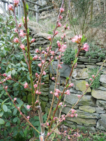 Prunus persica "Kernechter vom Vorgebirge" - Pfirsich