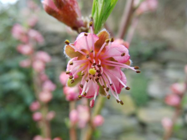 Prunus persica "Kernechter vom Vorgebirge" - Pfirsich
