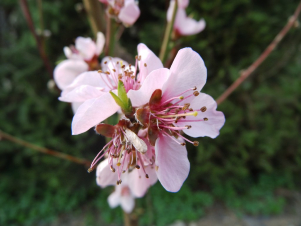 Prunus persica "Roter Weinbergpfirsich" - Pfirsich