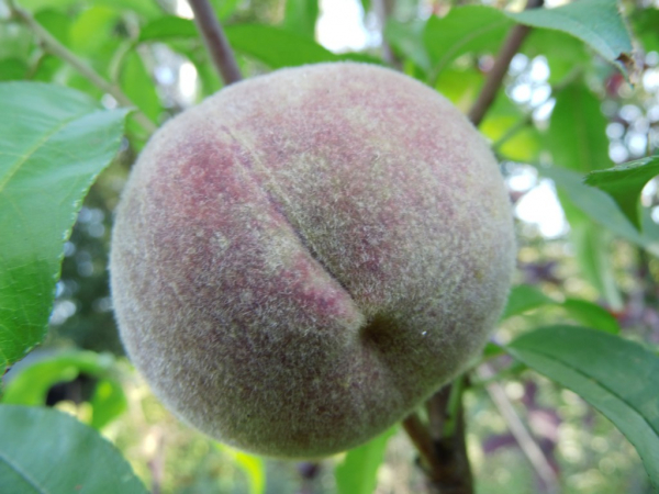 Prunus persica "Roter Weinbergpfirsich" - Pfirsich