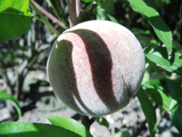 Prunus persica "Roter Weinbergpfirsich" - Pfirsich