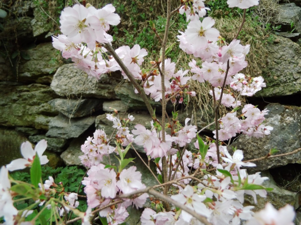 Prunus sargentii x subhirtella "Accolade" - Japanische Bergkirsche