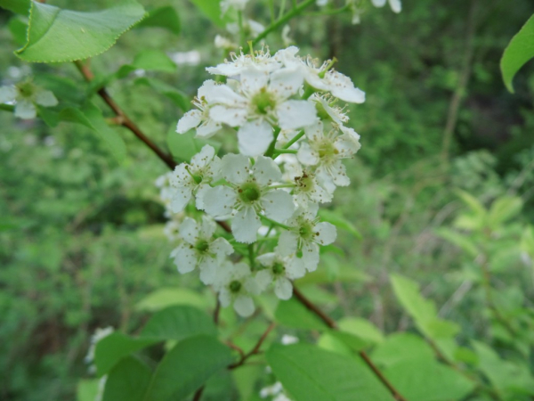 Prunus serotina "Zolwin" - Spätblühende Traubenkirsche