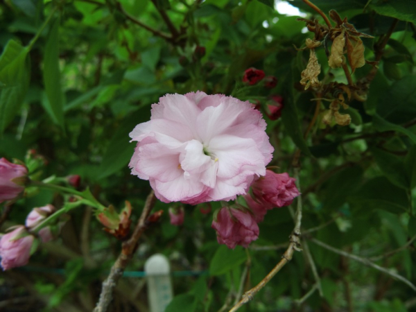 Prunus serrulata "Pink Perfection" - Japanische Zierkirsche