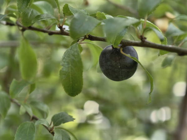 Prunus spinosa "Godenhaus" - Schlehe