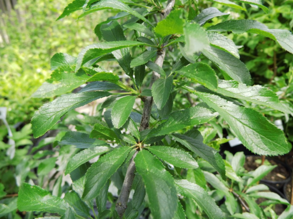 Prunus spinosa "Nittel" - Schlehe