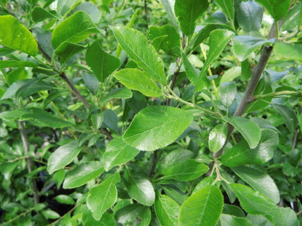 Prunus spinosa "Reto" - Schlehe