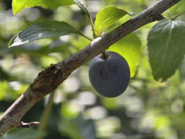 Prunus spinosa "Rossatz" - Schlehe