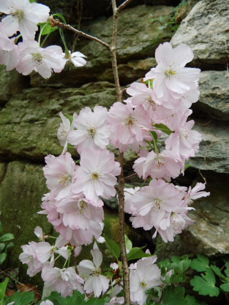 Prunus subhirtella "Fukubana" - Japanische Frühlingskirsche