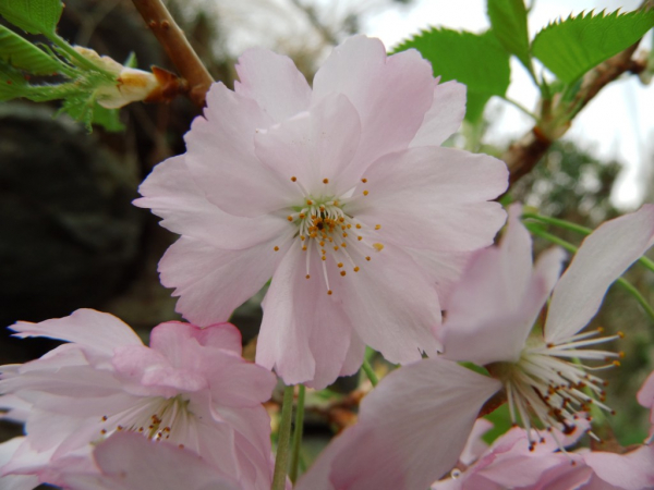 Prunus subhirtella "Fukubana" - Japanische Frühlingskirsche