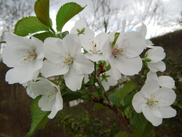 Prunus umineko "Snowgoose" - Englische Blütenkirsche