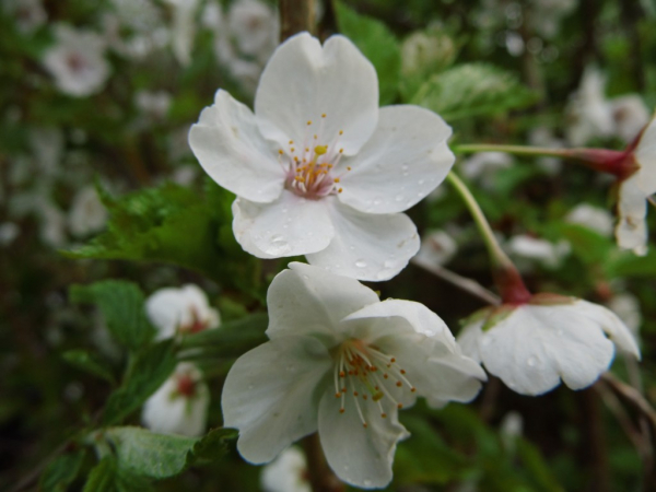 Prunus umineko "Snowgoose" - Englische Blütenkirsche