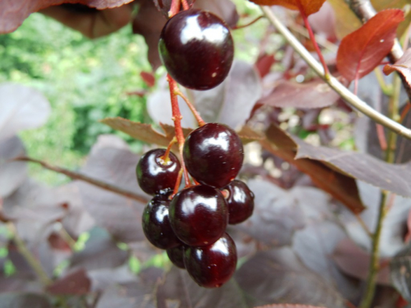Prunus virginiana "Canada Red" - Virginische Traubenkirsche