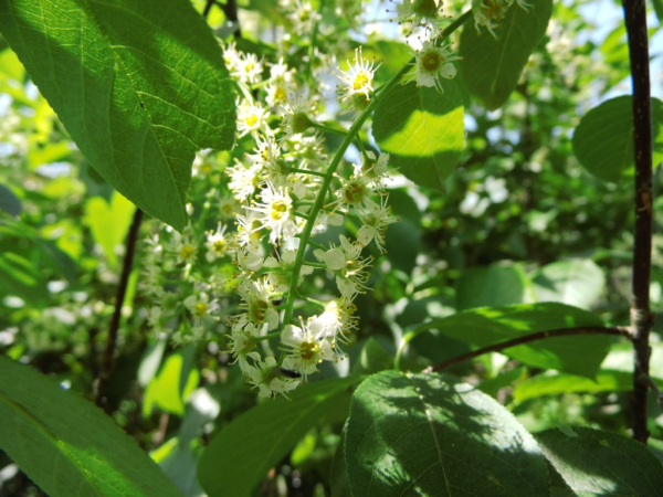 Prunus virginiana "Shubert" - Virginische Traubenkirsche