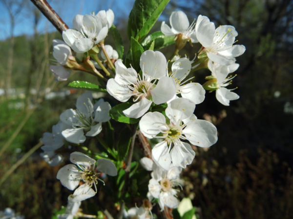 Prunus cerasus x fruticosa "Carmine Jewel" - Strauch-Sauerkirsche